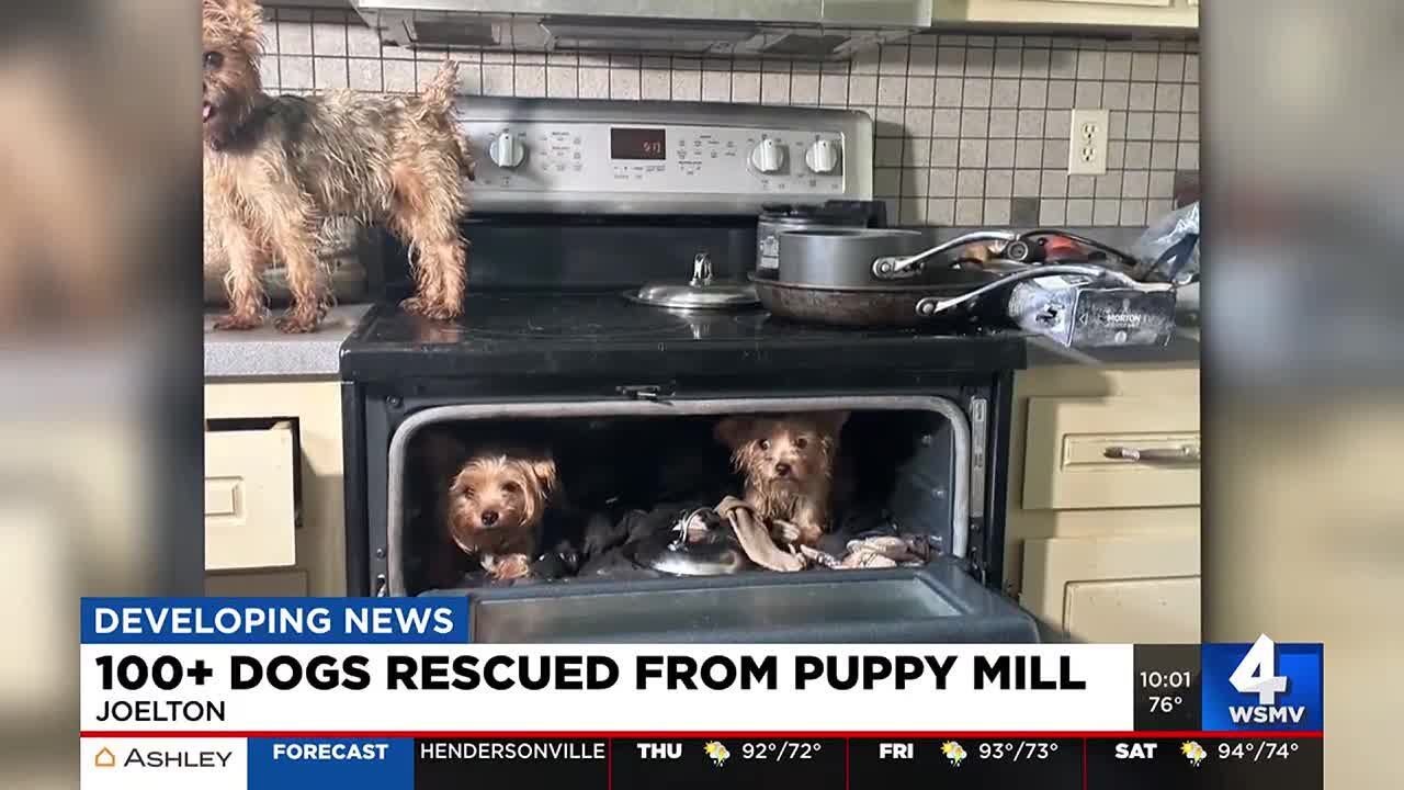 ‘These dogs have suffered for a very long time’: 100+ dogs rescued from puppy mill in Joelton