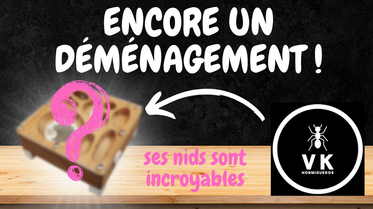 😲 UN MAGNIFIQUE NID EN BOIS POUR CETTE FOURMIS ! 😲