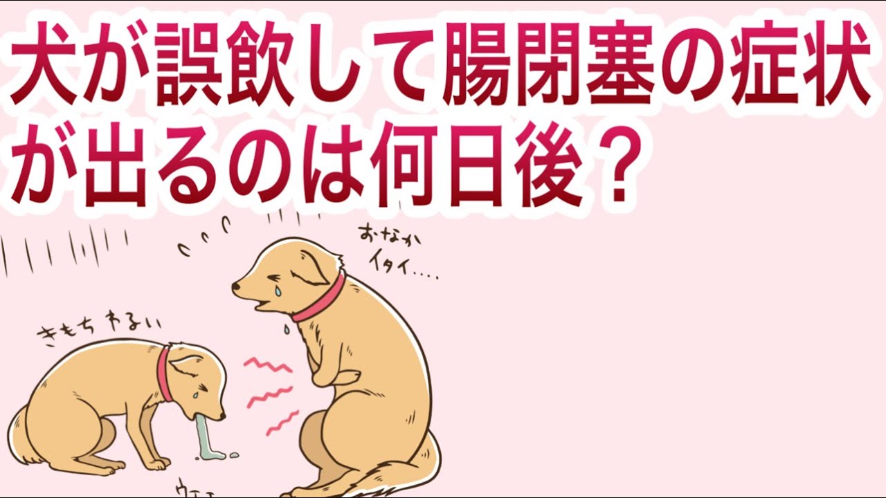 犬が誤飲して腸閉塞の症状が出るのは何日後？【獣医師解説】