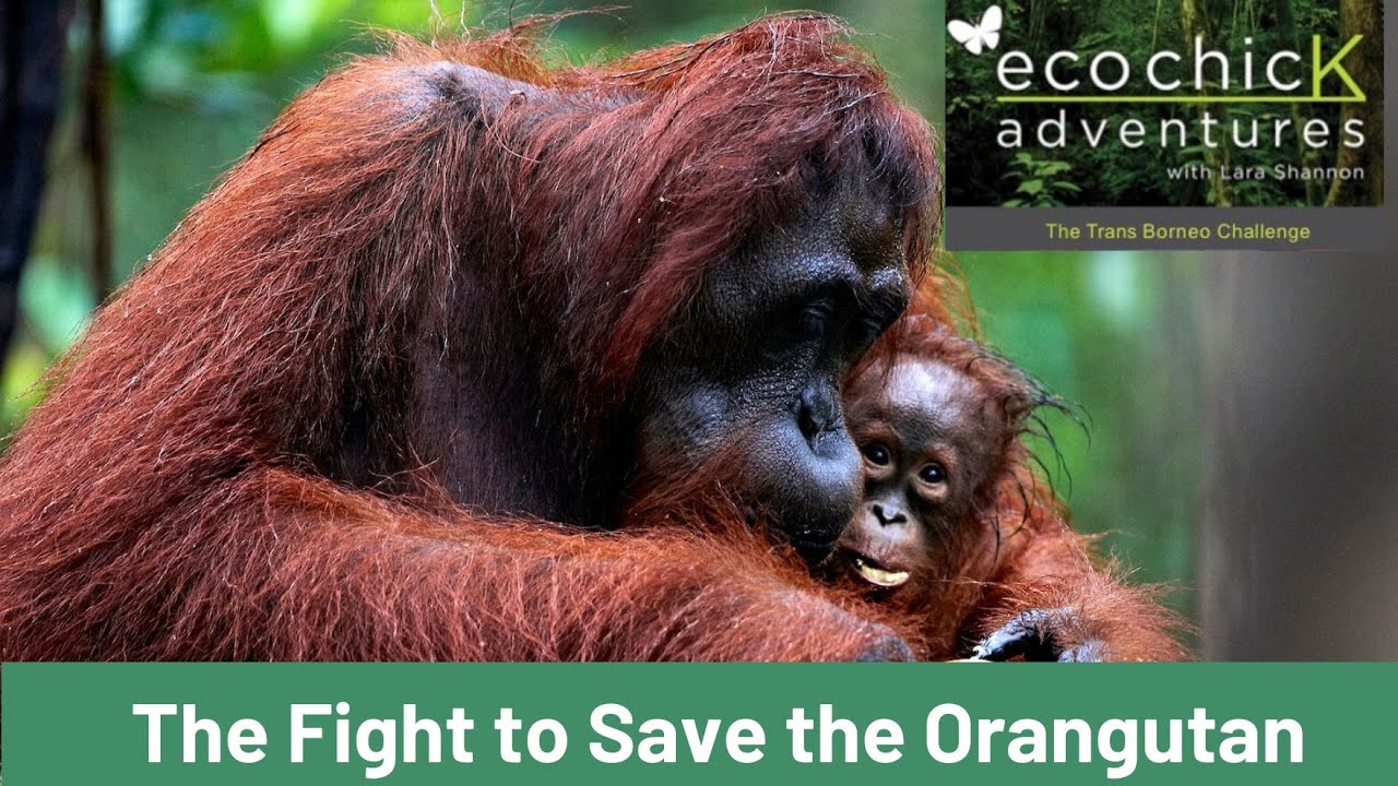 The Trans Borneo Challenge - The fight to save the Orangutan