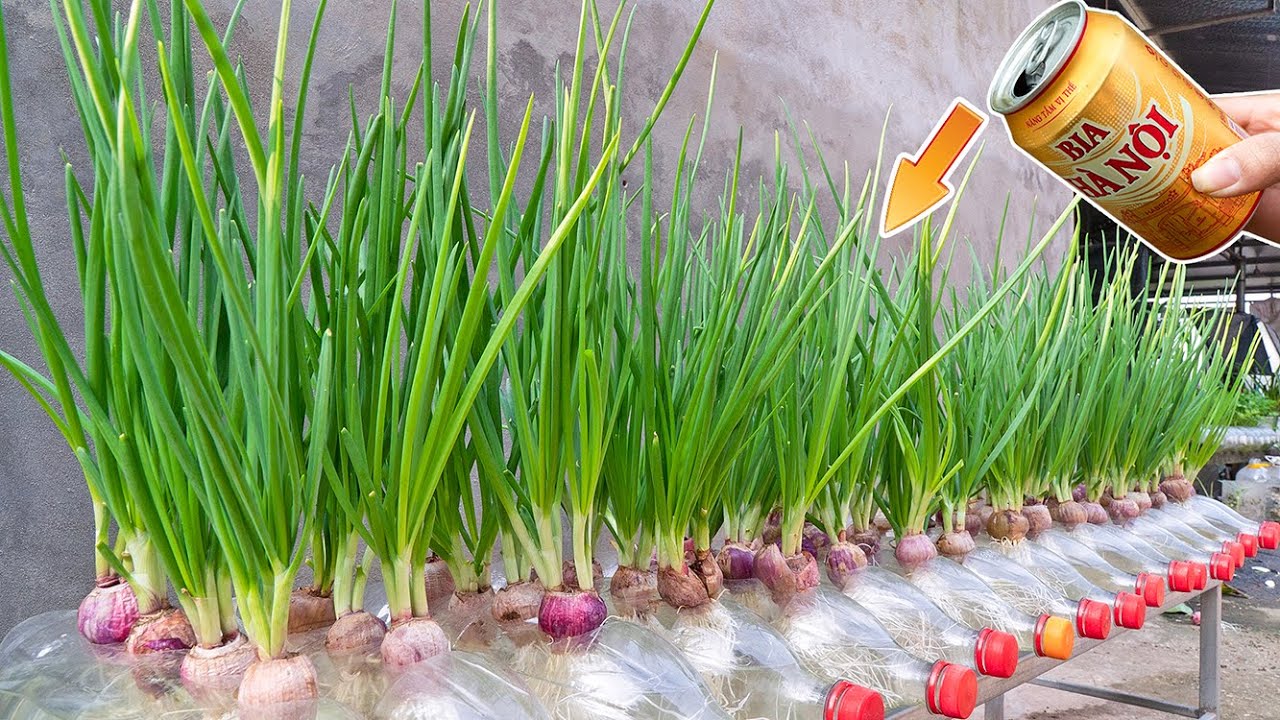 How to Grow Green Onions in Plastic Bottles with Beer | Growing Hydroponic Green Onions Easily