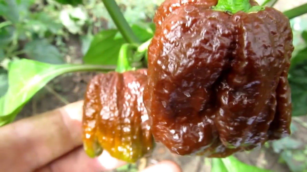 7 pot Trinidad Douglah - Сверх острый сорт перца