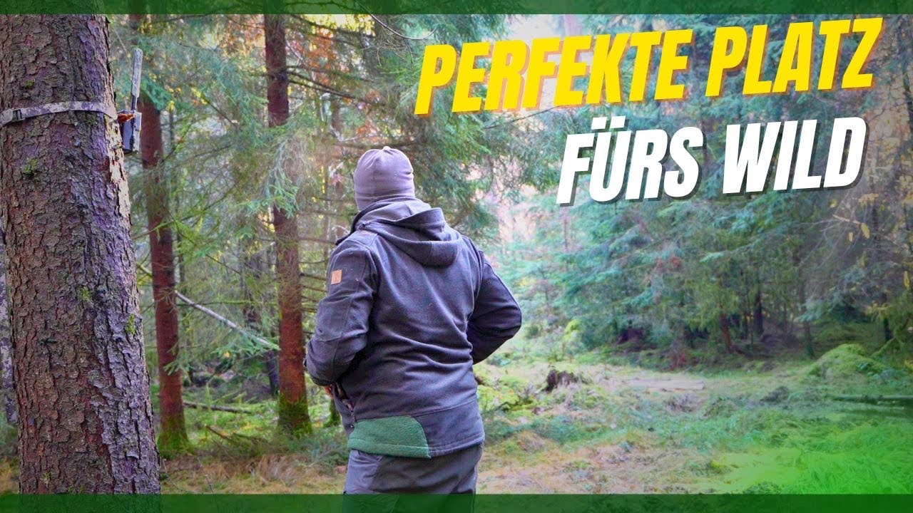Der perfekte Platz für die Wildkamera - Kirrung - Salzlecke - Sule - Wechsel