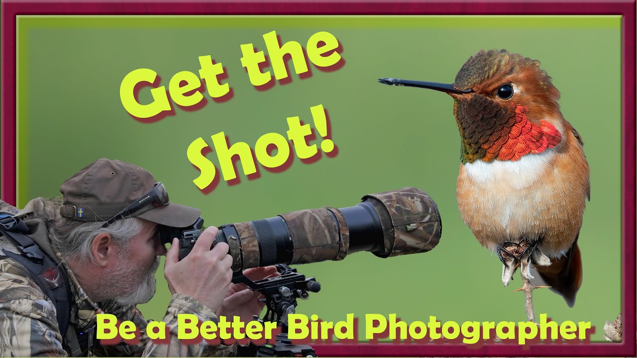 Rufous Hummingbird Photo Shoot with pro tips for capturing this stunning birds