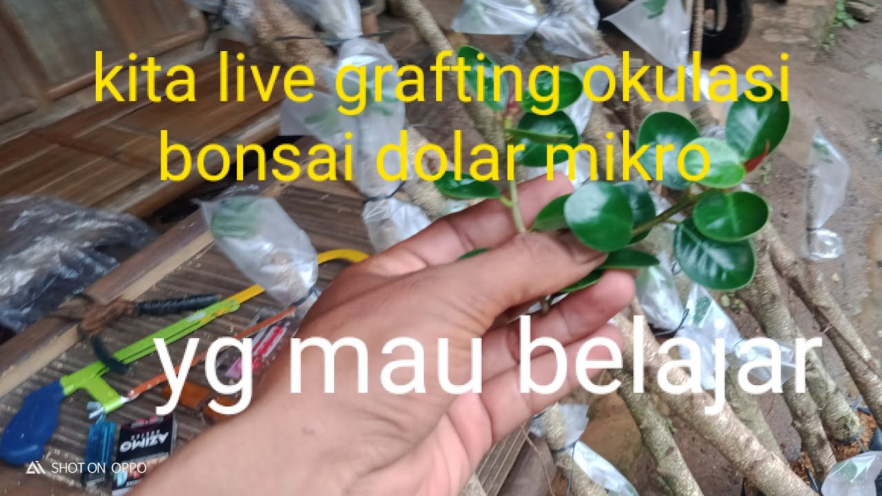 kita live grafting okulasi bonsai dolar mikro Highlight Teguh bibit sedang live sekarang!