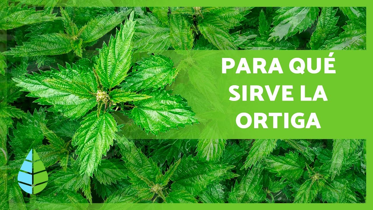 BENEFICIOS de la ORTIGA 🌿💚 (Propiedades Medicinales, C&oacute;mo TOMARLA y Contraindicaciones)