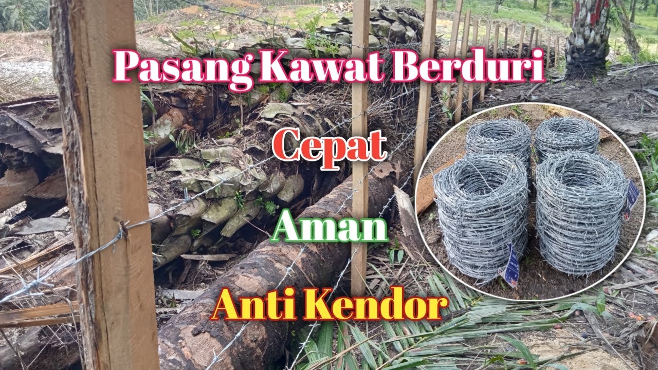 Cara Cepat Pasang Kawat Duri || Kebun Kelapa Sawit