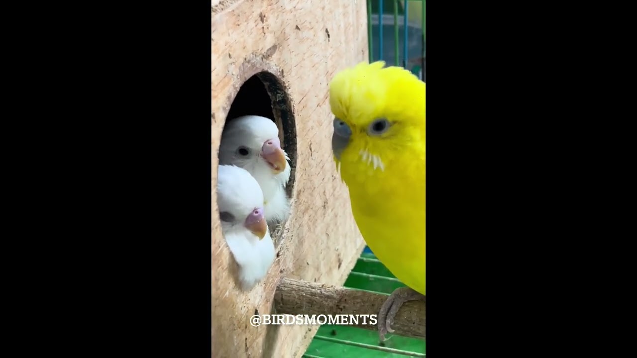 Lemon the father budgie with his baby budgies
