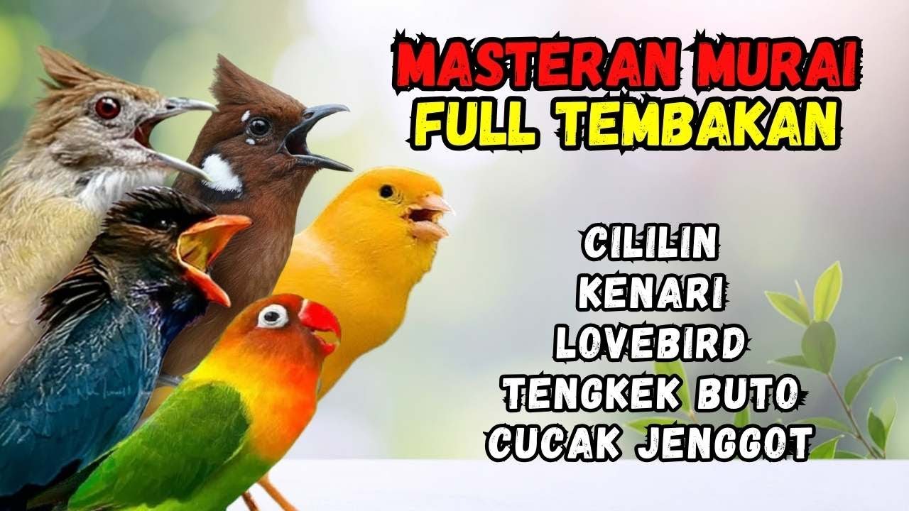 Masteran Tembakan Kenari, Lovebird, Cililin, Cucak Jenggot dan Tengkek Buto