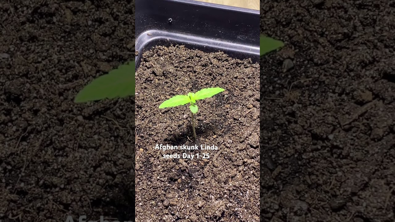 Afghan skunk by Linda Seeds Day 1-25