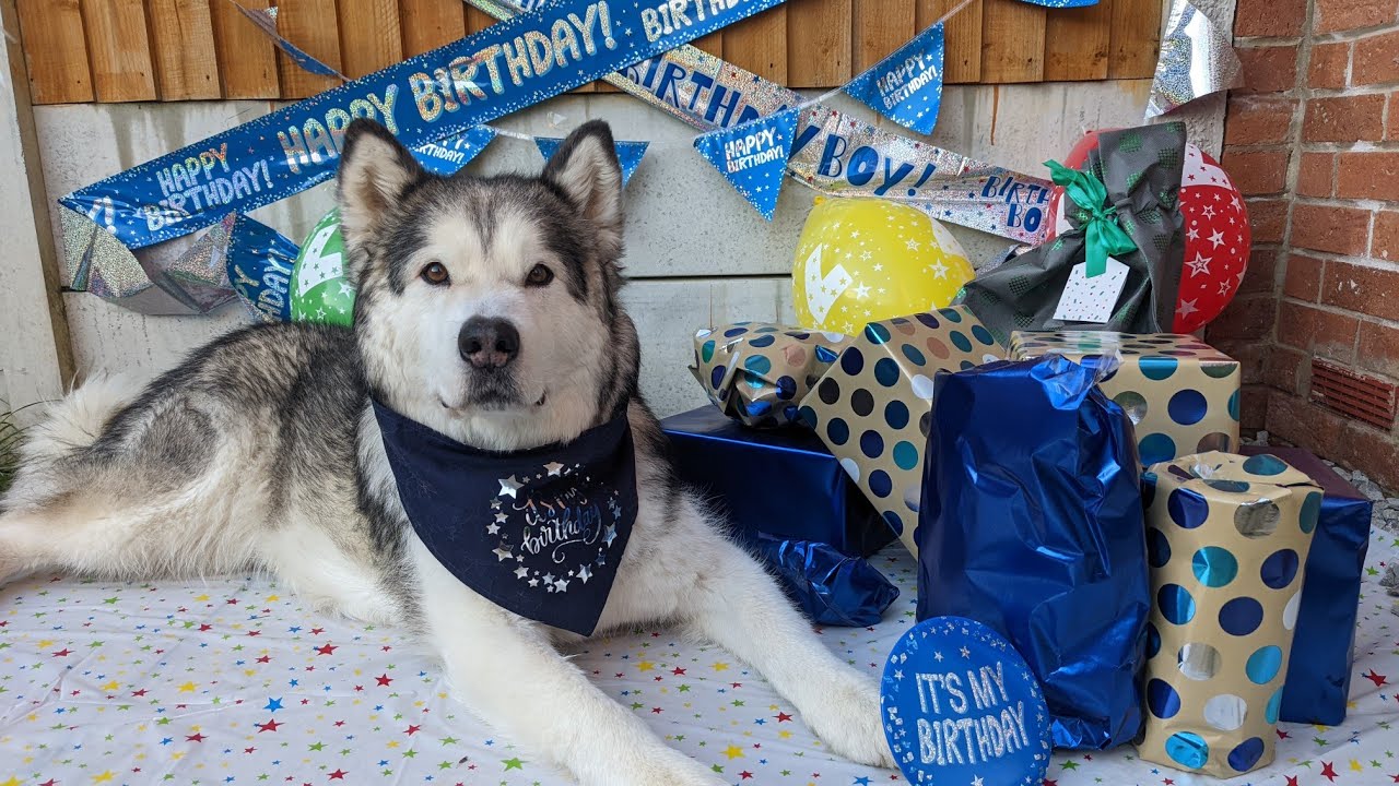 Rescue Dog Learns To Love Opening Presents!