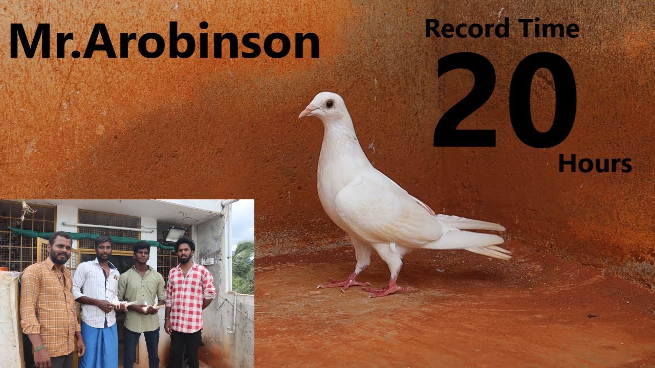 Mr.Arobinson Record Time 20 hrs