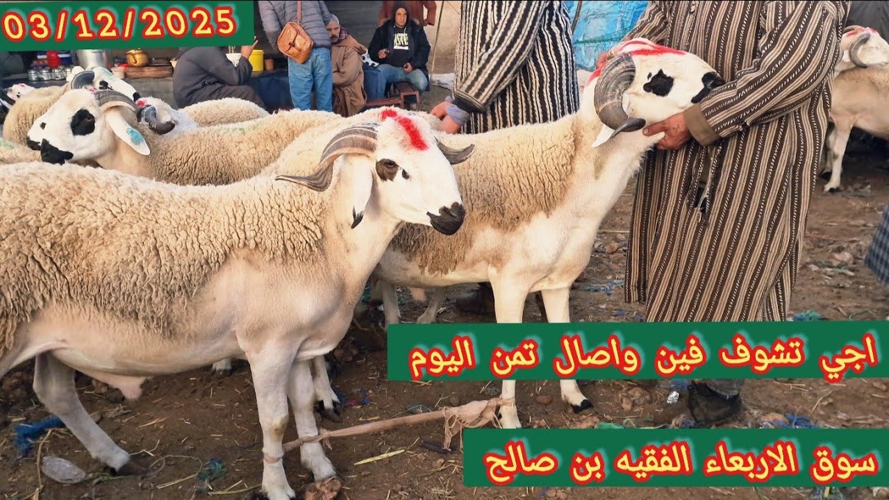 مباشرة من سوق الأربعاء الفقيه بن صالح مع اتمنة حولى بتاريخ 03/12/2025🐏🐑🇲🇦