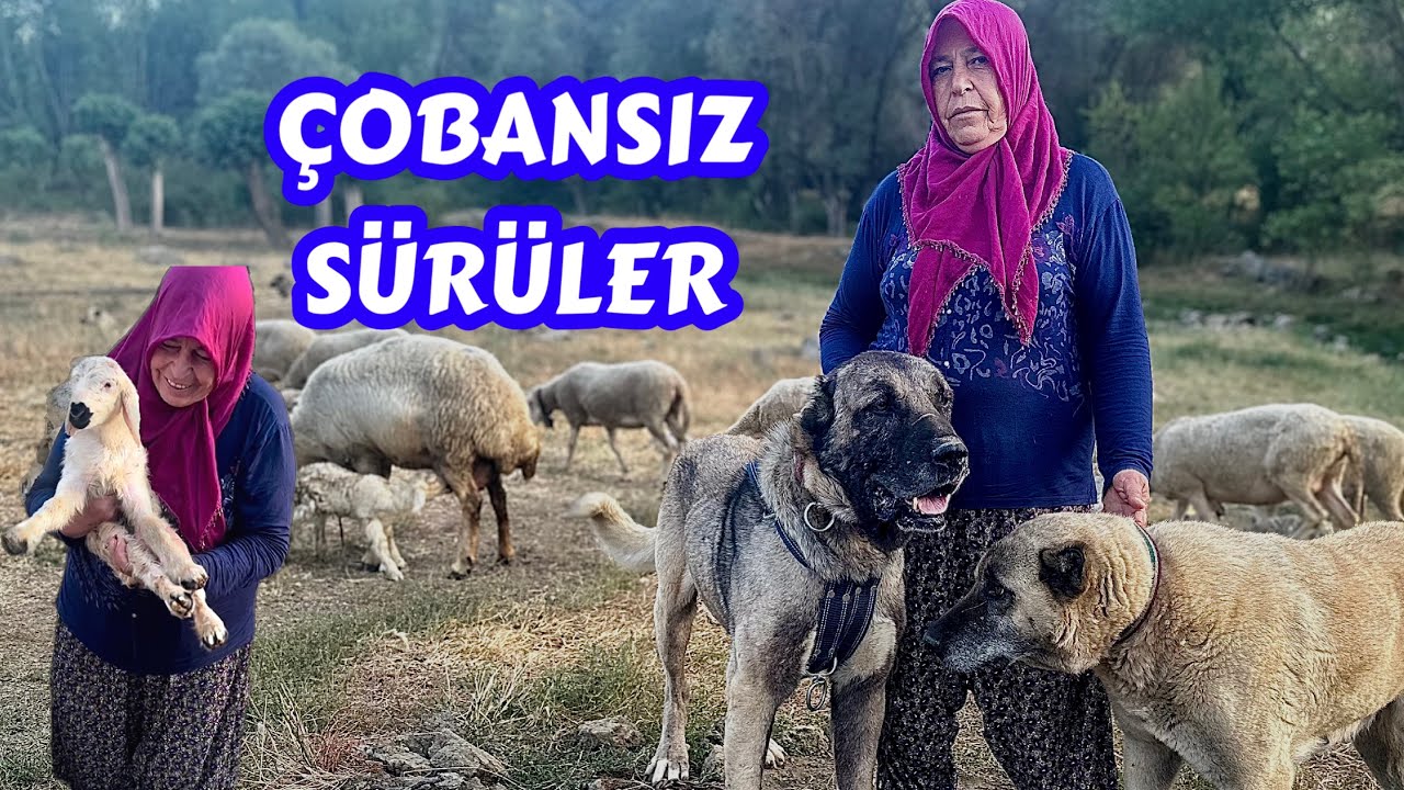 KOYUN SÜRÜSÜ KANGAL KÖPEKLERİNE EMANET / ÇOBAN SÜRÜYÜ BIRAKIP DÜĞÜNE GİTTİ / ÇOBANSIZ SÜRÜ 😯 KANGAL