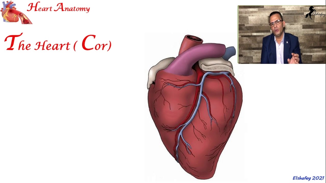 Heart Anatomy part1