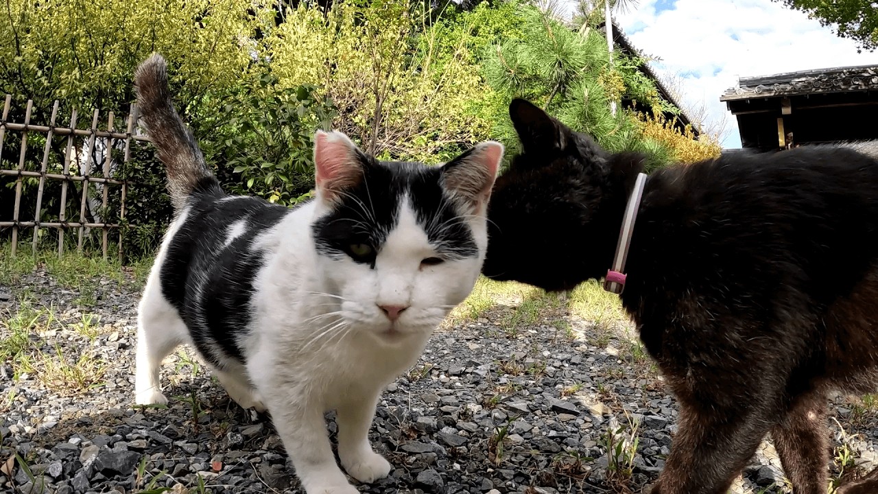 梅宮大社　黒猫のロクちゃんをモフる様子を見ていたお友達のハチワレ猫ハチちゃんが「自分にもモフりマッサージをしろ！」と求めてやってきた
