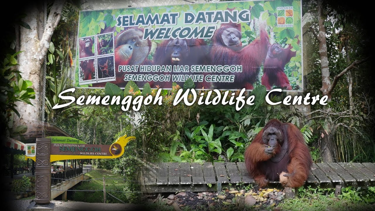 🐒 Semenggoh Wildlife Centre Kuching - Meet Orang Utan Ritchie
