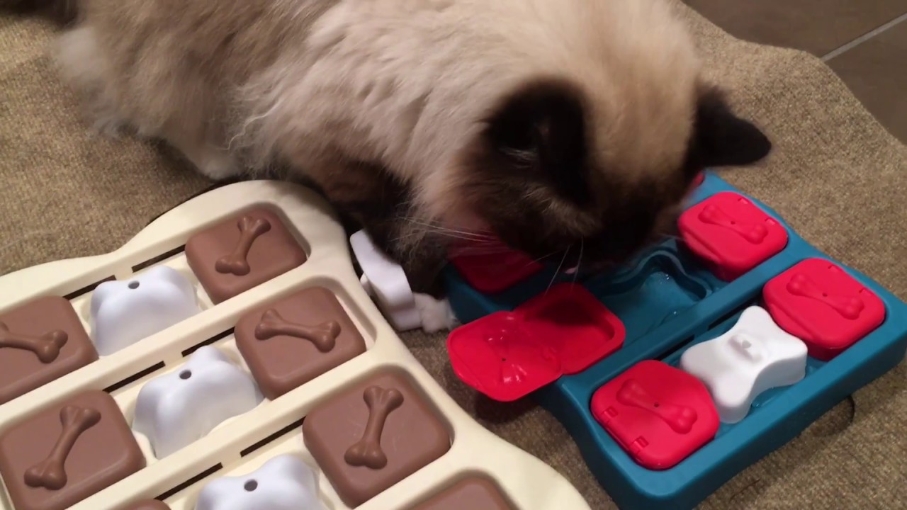 *NEW* Nina Ottosson Dog Brick Treat Puzzle Toy Product Review - Floppycats