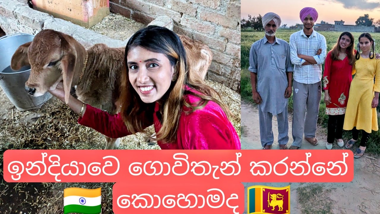 ගම්වල මිනිස්සු මෙහෙමද හරක්ගෙන් කිරි ගන්නෙත් 🥛