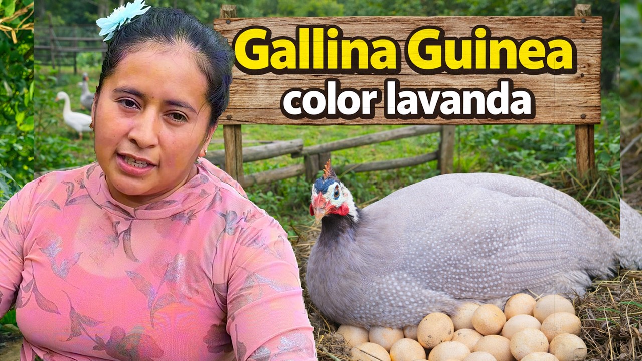 Mi Gallina GUINEA color LAVANDA entró en postura | Doña Viky