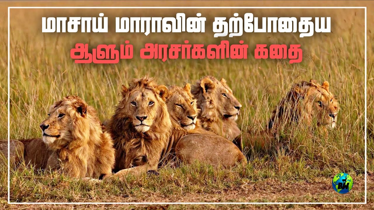 Topi Boys | மாசாய் மாராவின் புதிய அரசர்களின் கதை | Male lions Coalition | New Lion Kings | BioWorld