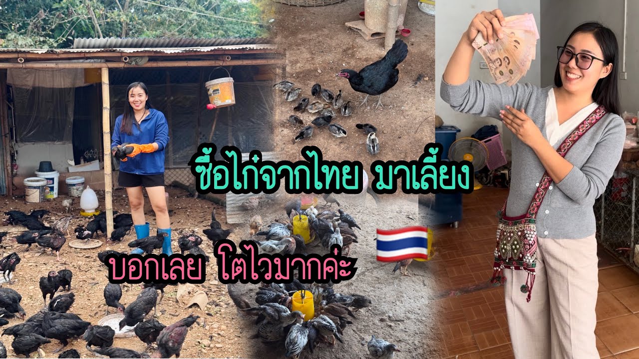 ซื้อไก่จากไทย🇹🇭มาเลี้ยง บอกเลยโตไวมากค่ะ ￼เดือนนี้ได้ออกขาย2ครั้งเลย😁 #น้องหอมท่าเดื่อ #เลี้ยงไก่ ￼￼