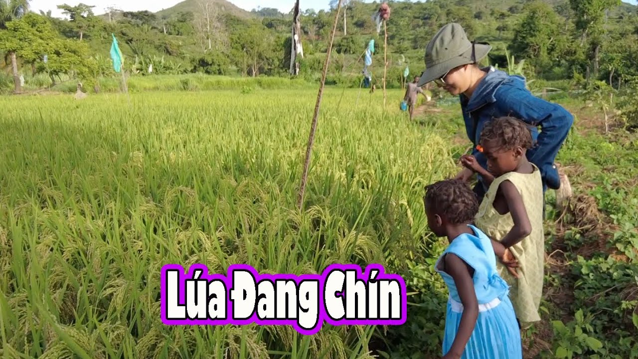 Trang trại 2Q Antonio đang tích cực vượt qua hạn hán bẳng ruộng lúa nếp||2QVlogs Cuộc sống Châu Phi
