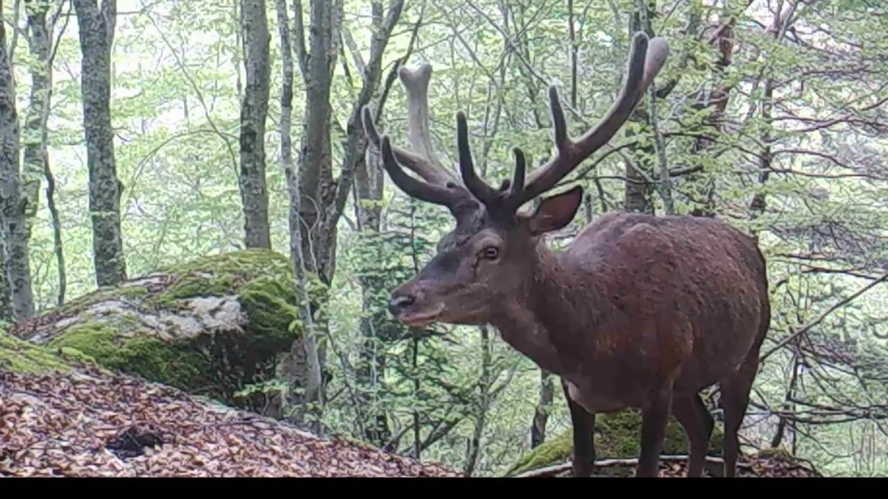 Le Bousquet nature tome 14