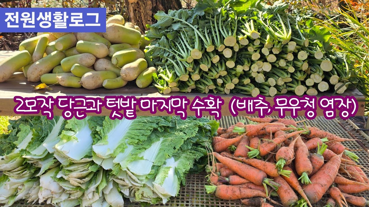 @전원생활로그 텃밭 마지막수확 2모작 가을당근 배추무우청 염장 보관
