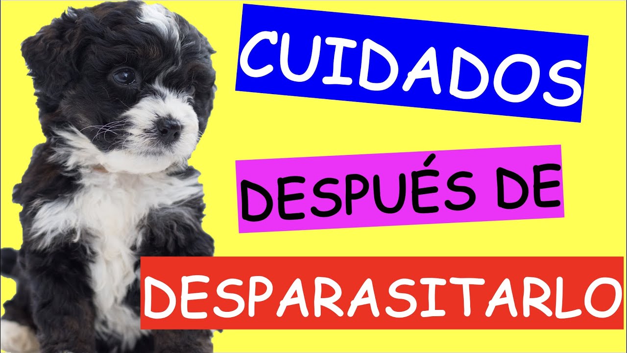 Todo lo que debes saber DESPUÉS de DESPARASITAR a tu PERRO