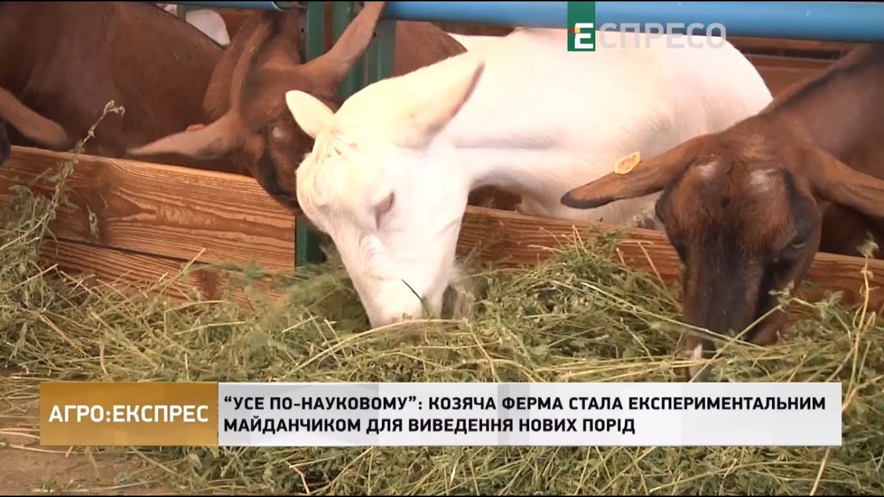 Агро-Экспресс | Козья ферма стала экспериментальной площадкой для вывода новых пород