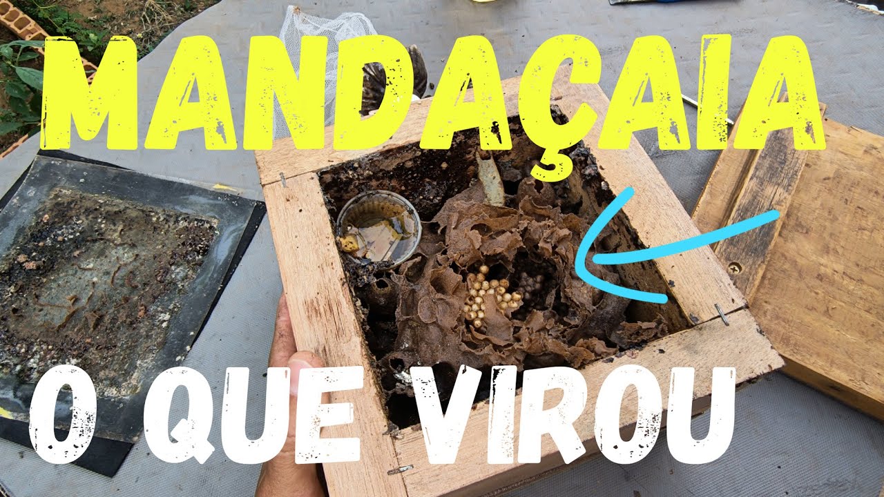 MANDAÇAIA O QUE VIROU#mandaçaias#virou#show#linda#evoluiu