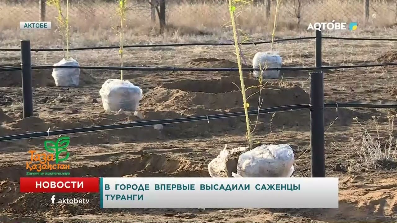 В  городе  впервые  высадили  саженцы  туранги
