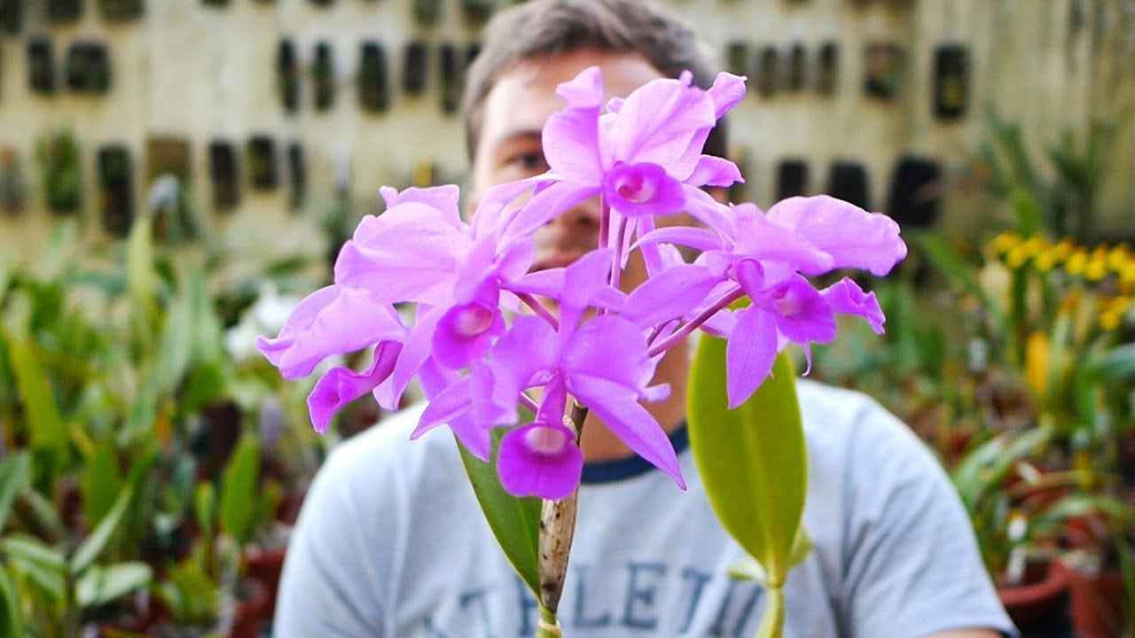 Guarianthe skinneri - Orchideen Pflege leicht gemacht!