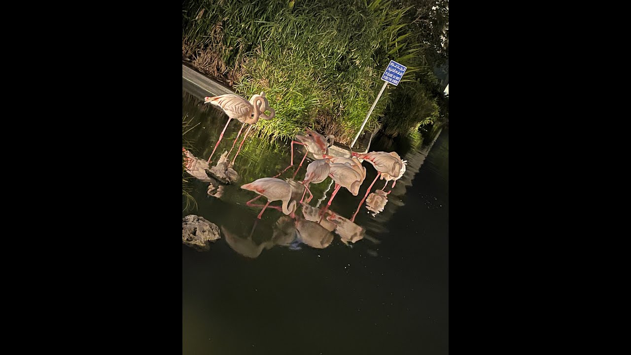 Zallaq Spring / Flamingo