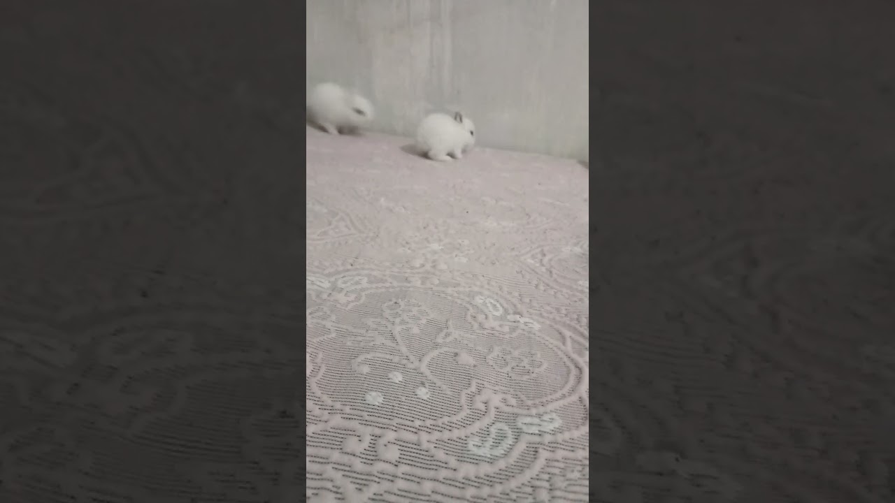 mini coelho pulando
