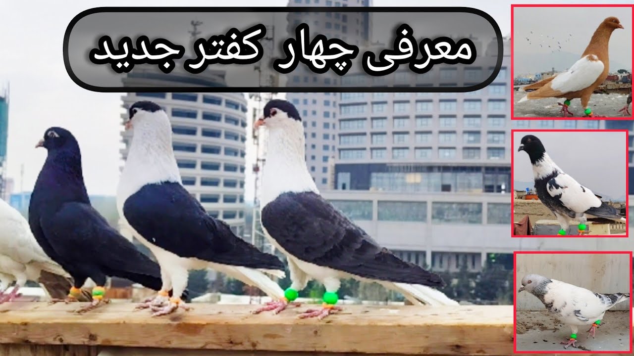 معرفی چهار کفتر جدید و رنگه _ شش کفتر نو را هم جگ دادم  همچنان گشت دیدنی کفتر ها 