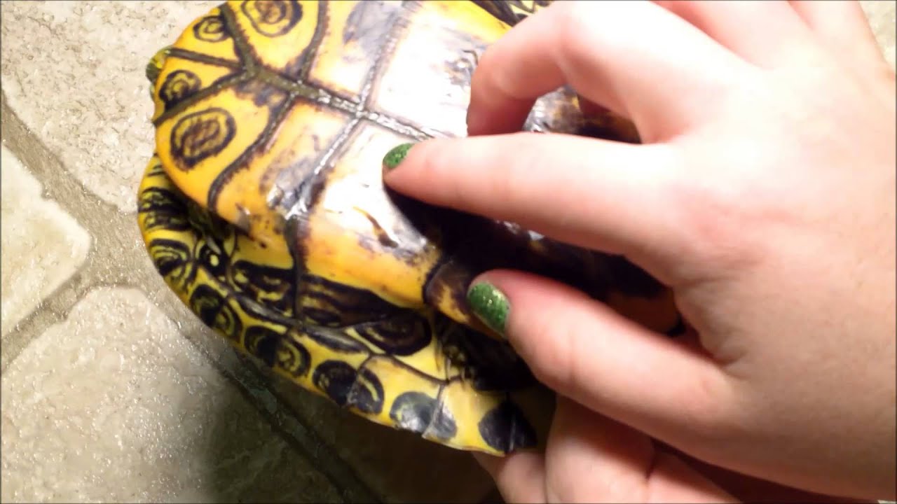 How to Tell if your Turtle's Shell is Healthy, Spot Shell Rot and Overfeeding Pyramiding.