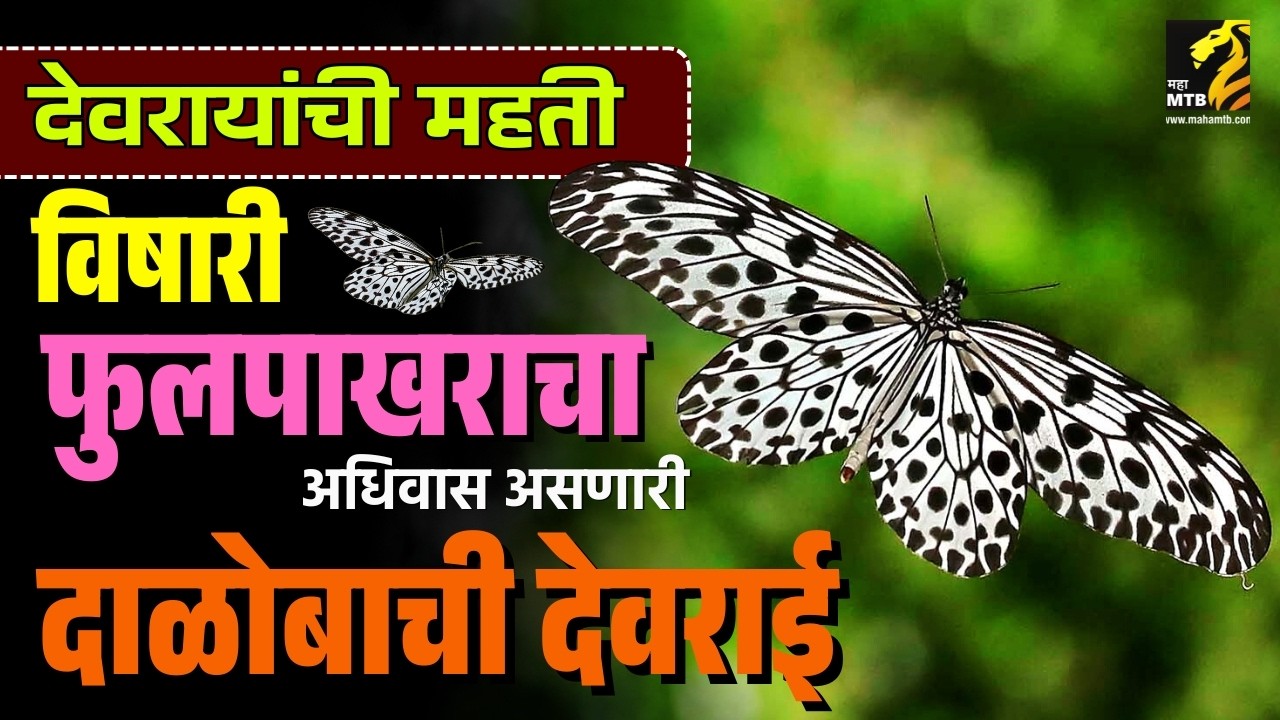 विषारी फुलपाखरांचा वास असणारी देवराई | Daloba Devri Dodamarg | MahaMTB