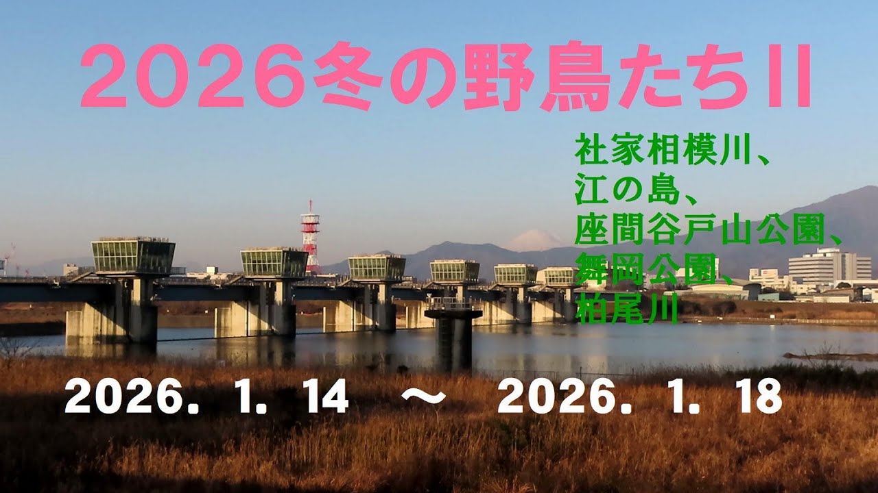 ２０２６冬の野鳥たちⅡ