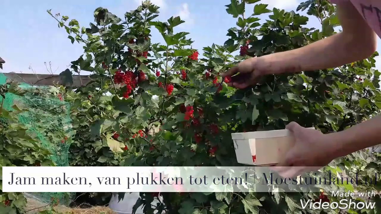 Jam maken | Moestuinland.nl (rode bessen)