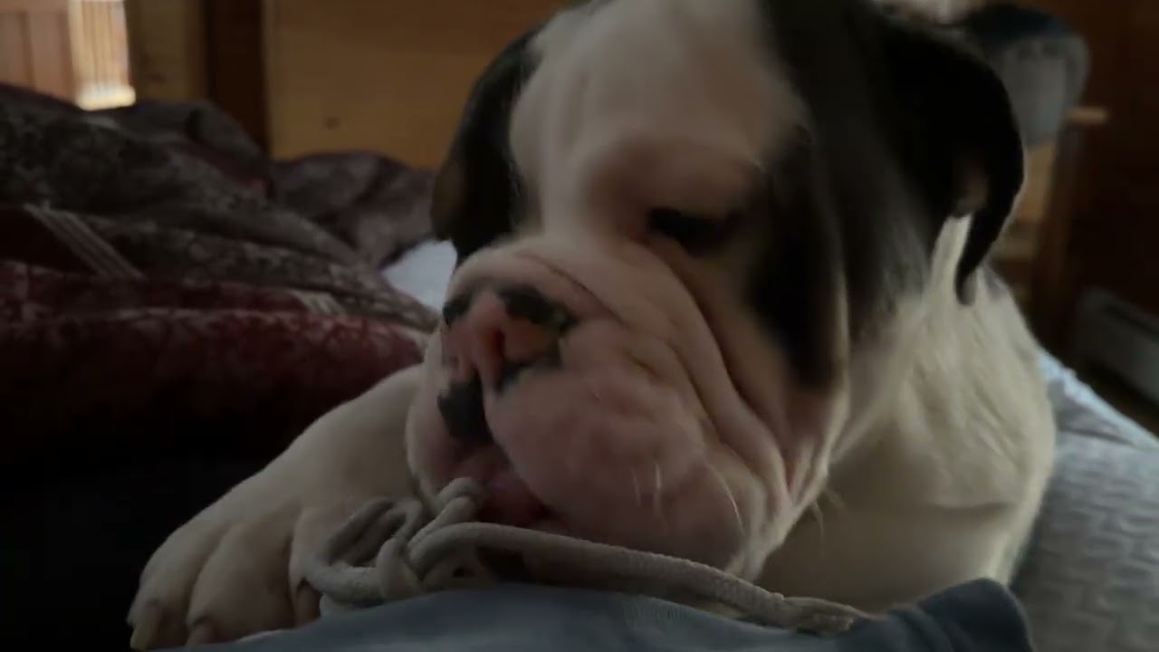 Good morning #goodmorning #bulldog #trumanandtrenton 