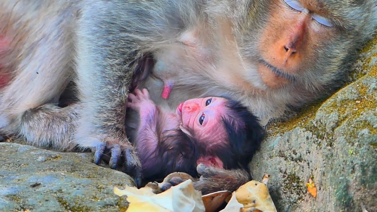 After the baby learns to walk independently, the mother monkey tries to care for him.