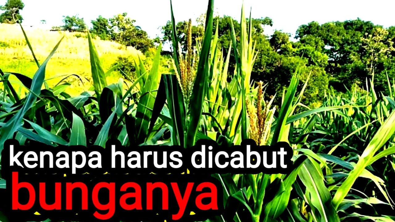 cabut bunga jagung betina sebelum mekar wajib dilakukan saat budidaya jagung bibit