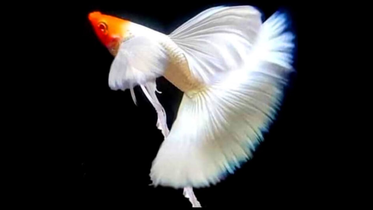 10 Most Exotic Beautiful Guppy In 2022|Part -24|Guppy Video Everyday|Guppy Channel-Fish Keeping TIPS