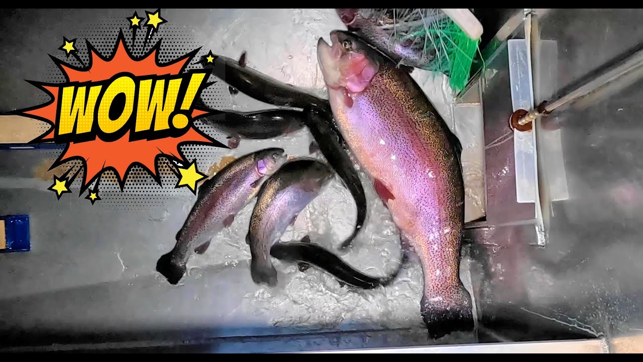 12/29/22 STOCKING 15+ POUND SUPER TROUT & SIERRA BOWS AT SANTA ANA RIVER LAKES