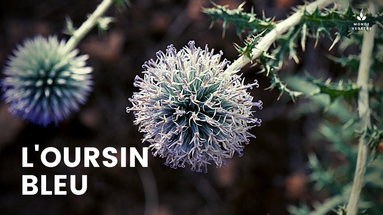 L'OURSIN BLEU (Echinops ritro) - Une plante sauvage pas comme les autres