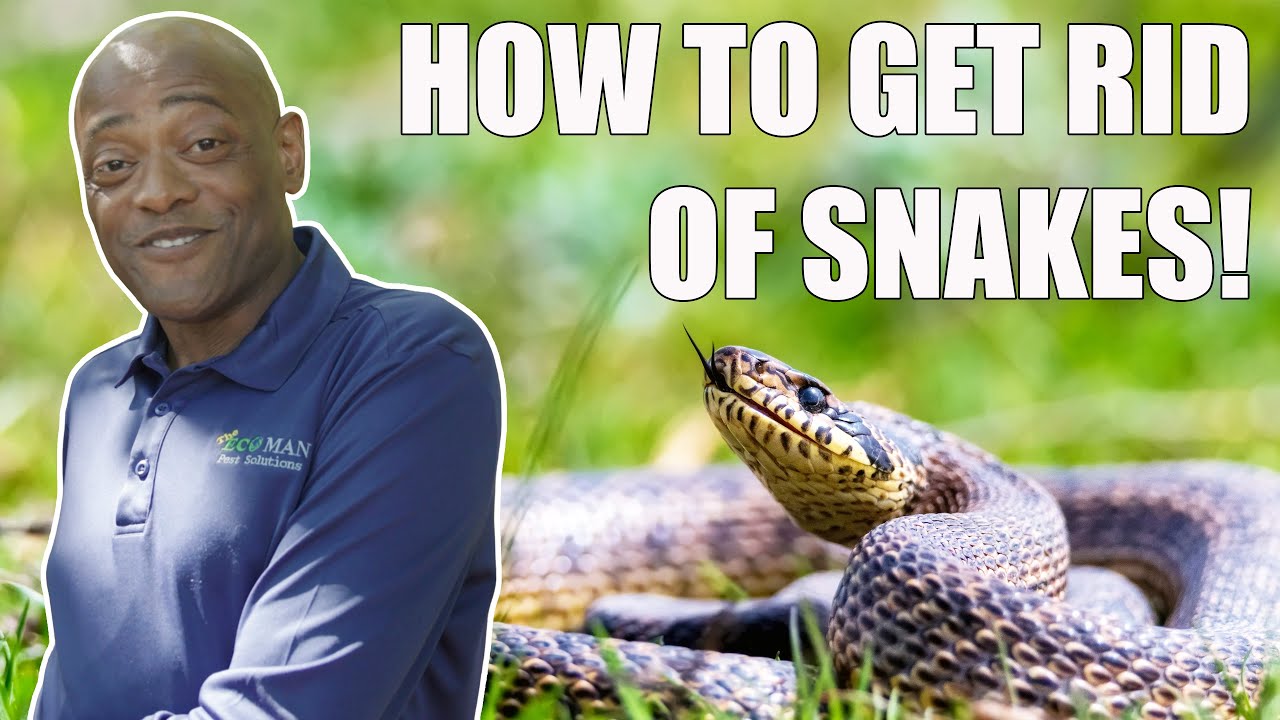 How to get rid of Snakes in your backyard
