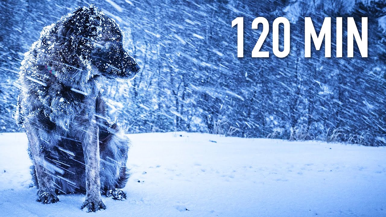 2 HOURS of Winter Blizzard 🥶 ❄️ 🌨 NO MUSIC - snow footsteps ice wind blizzard