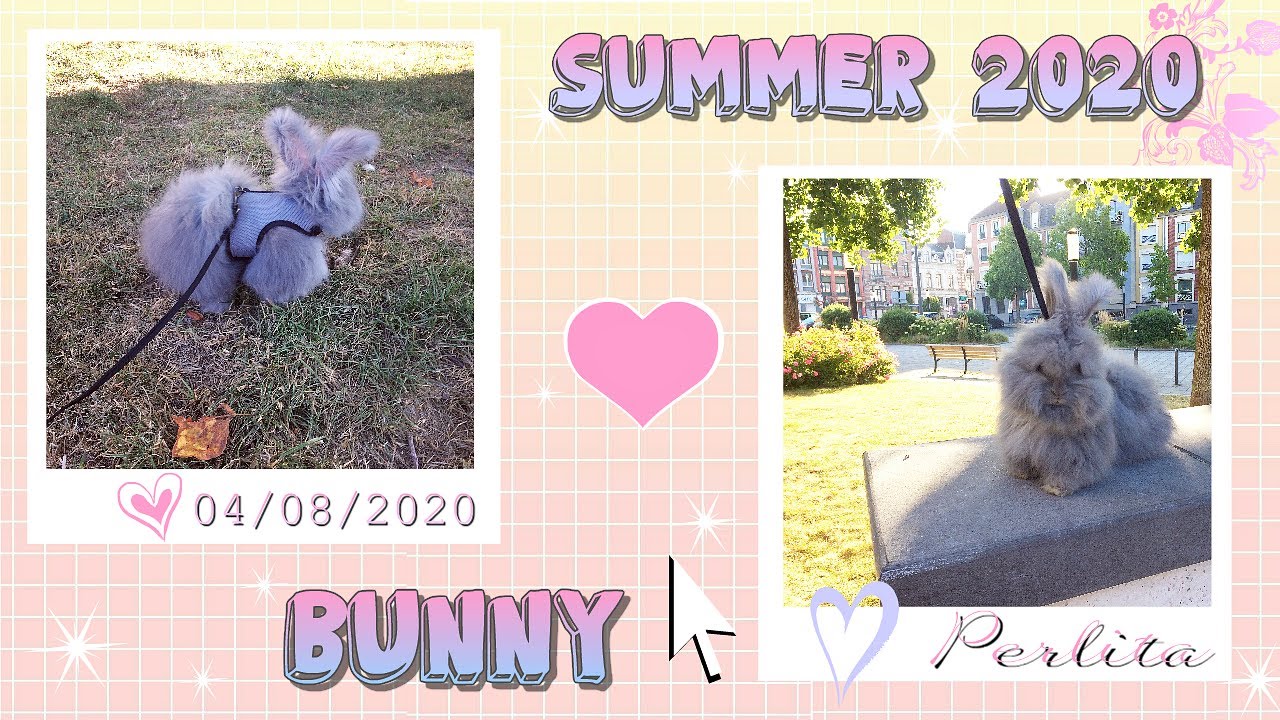 1ERE PROMENADE D'ETE DE PERLITA 🐰 (Lapin Angora Anglais)